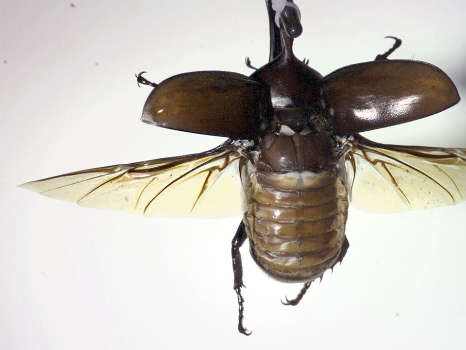 シュウキ・カトウ氏の「飛ぶカブトムシ」、挫折を経て生還（？）を果たす／"Flying Kabutomushi (Beetle)" Designed By Shuki Kato｜まさにぃ｜Note 夏休み“大人の”自由研究「カブトムシの飛翔」 – Robot And The Elastic Mind Blog