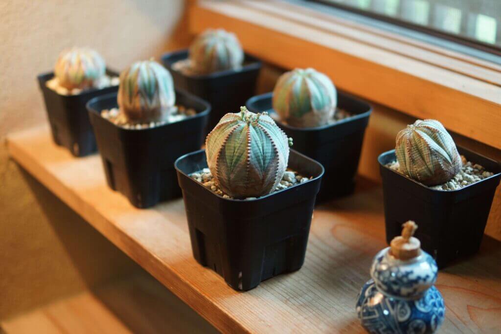 ユーフォルビアオベサの特徴 育て方 Elbaz Farm