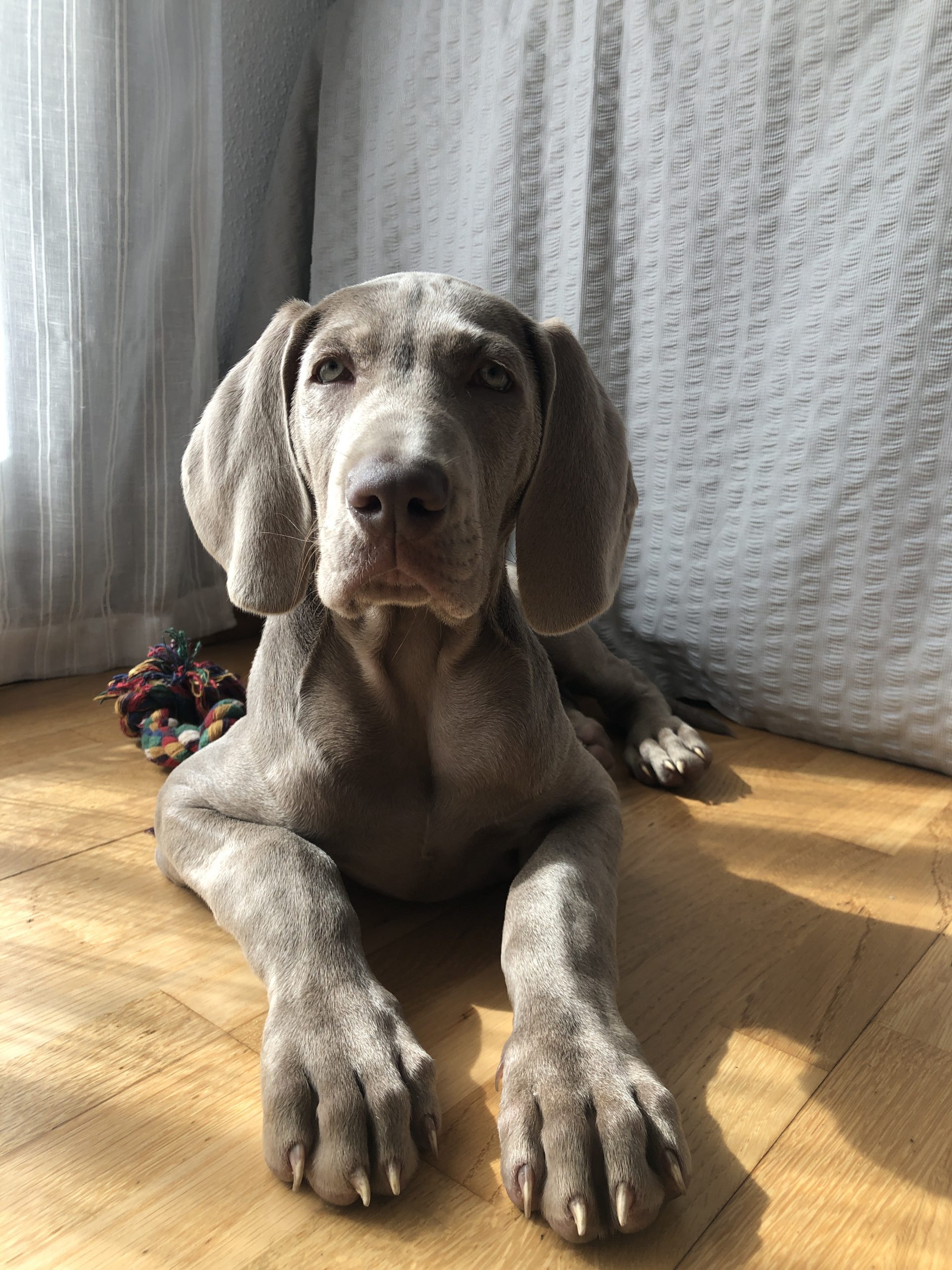 ADOPCIÓN de un braco de Weimar. TODO LO NECESARIO (2020)