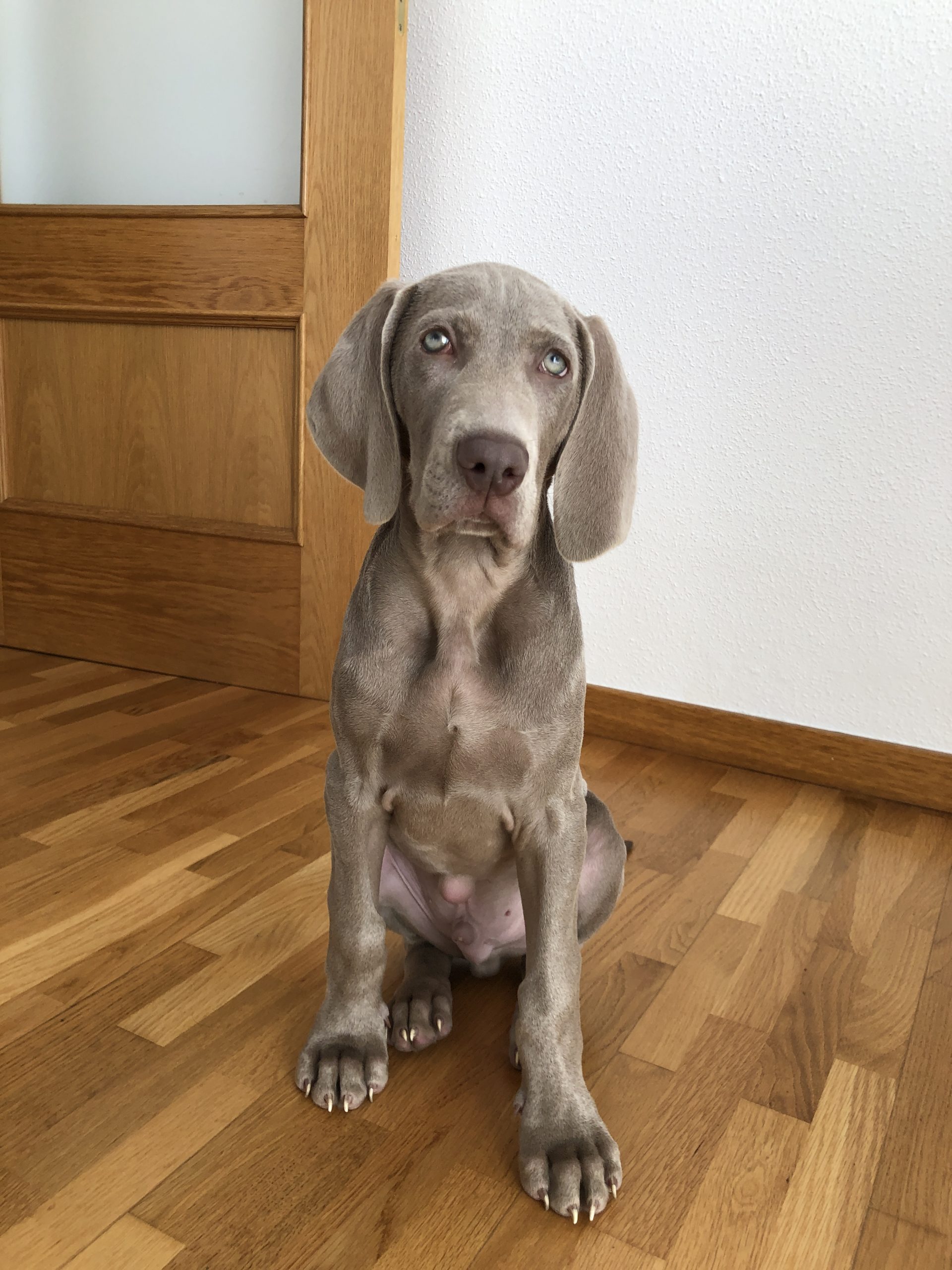 ¿Por qué NO deberías tener un braco de Weimar? 🤔 (2020)