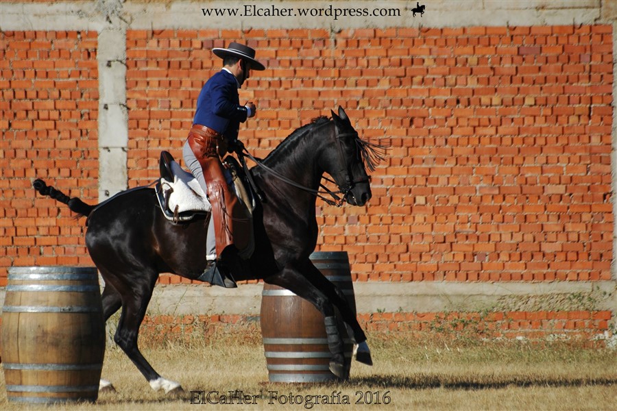 Equitación de trabajo. Fuenteguinaldo 2016 ElCaHer