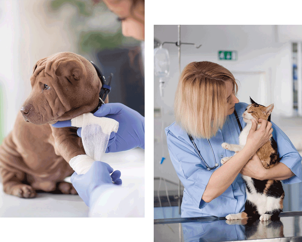 Pet Care Veterinary in El Cajon, CA Bastet Animal Hospital