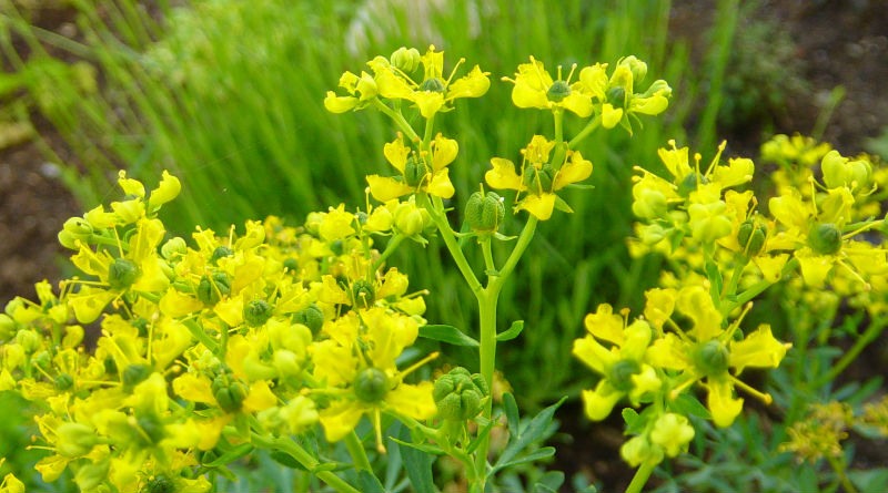 La Ruda Descubre este Complemento Natural lleno de Beneficios