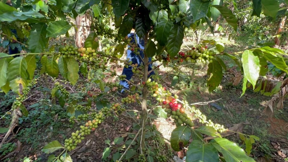 República Dominicana podría perder USD 750 millones en los próximos 10 primaveras si no invierte en una producción sostenible de café