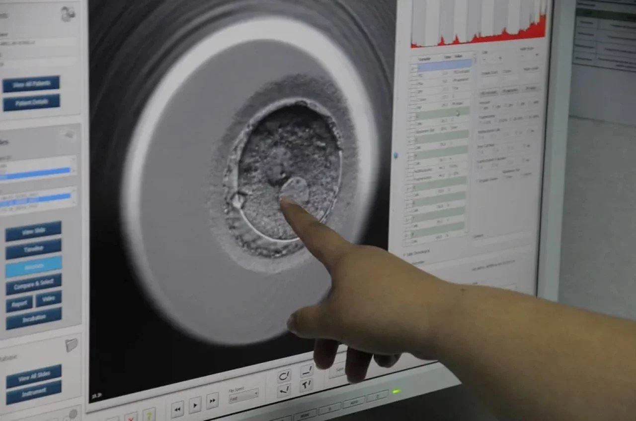 Graban por primera vez el proceso de implantación de un embrión humano en tiempo positivo