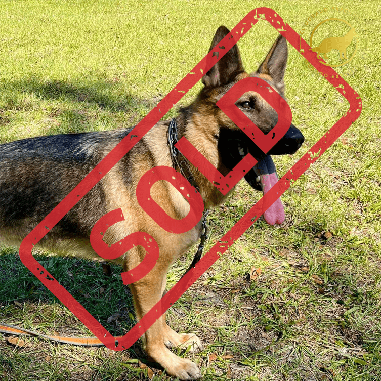 Dogs for Sale El Dorado Executive K9