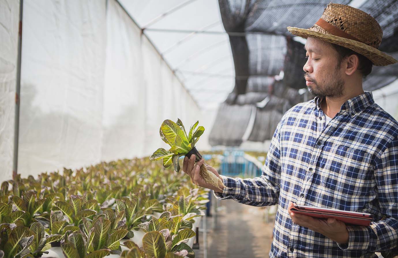 Course Sustainable food systems Concept and framework FAO elearning Academy