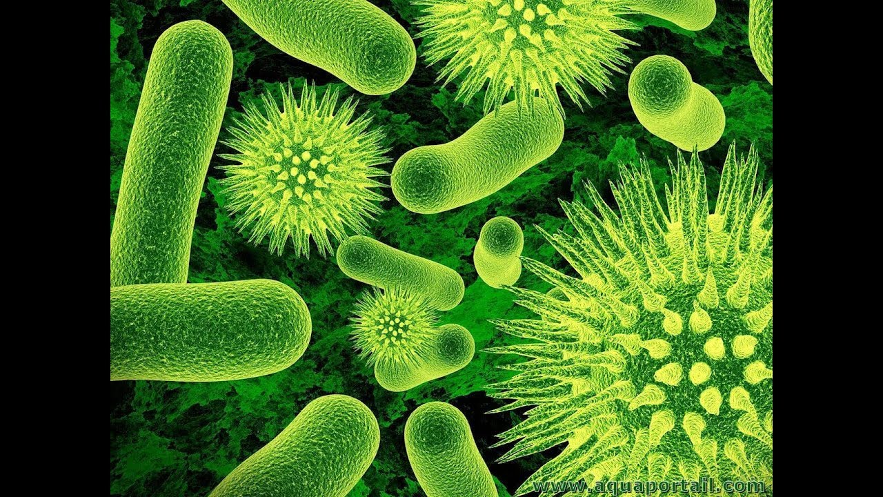 MICROBIOLOGIE Encyclopædia Universalis