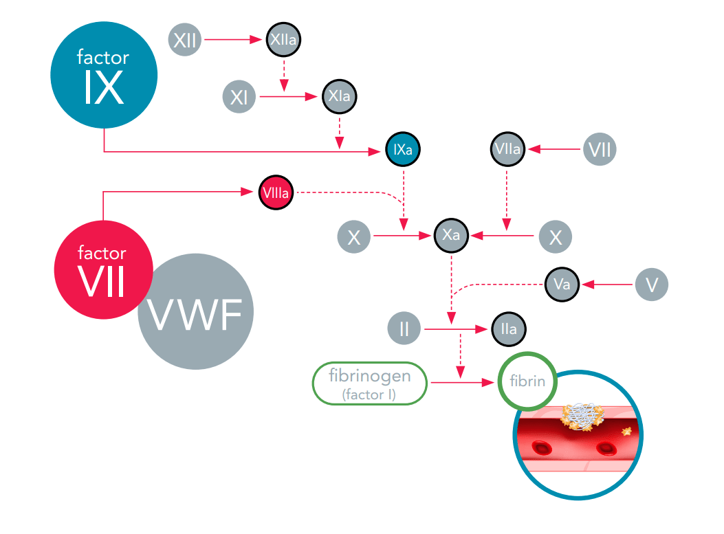 Rare clotting factor deficiencies eLearning Platform