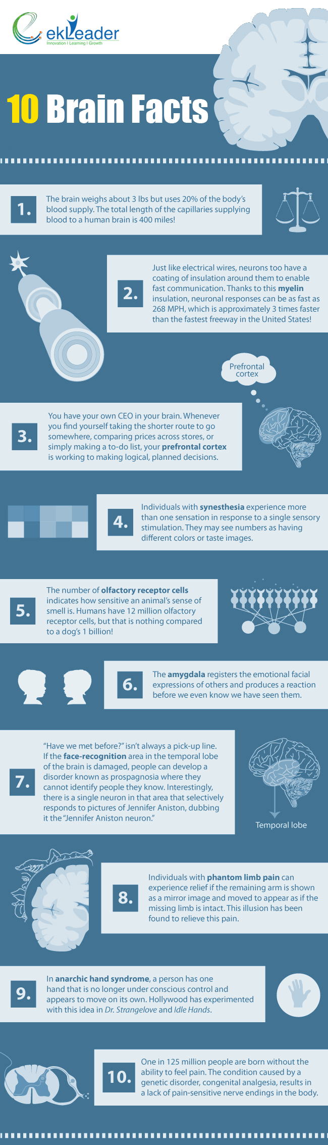 Ten Interesting Brain Facts Infographic eLearning Infographics