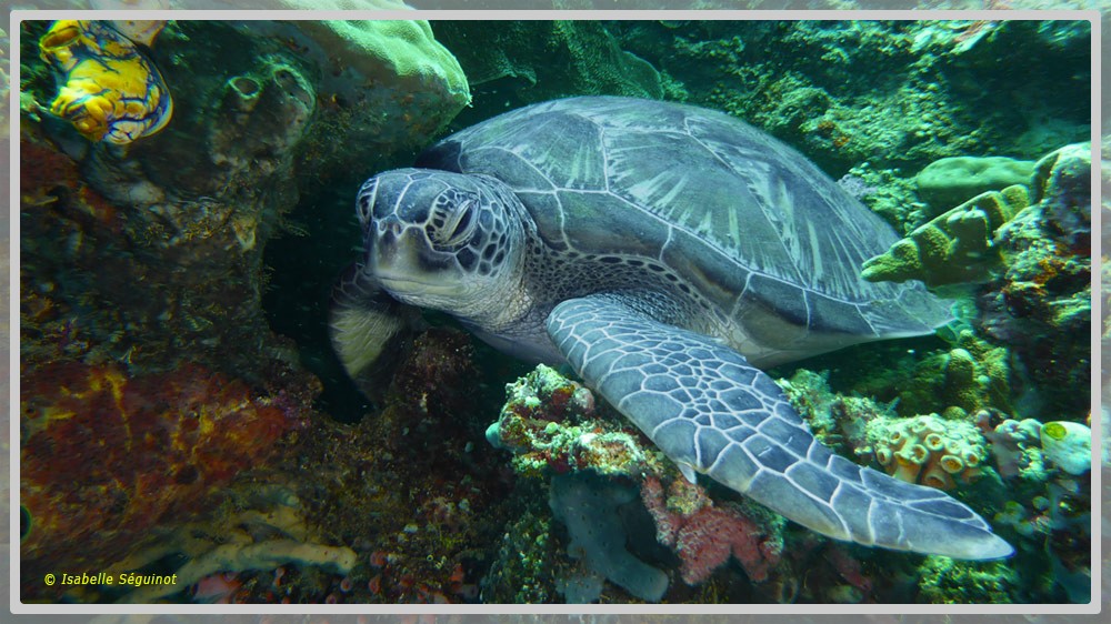 La tortue verte