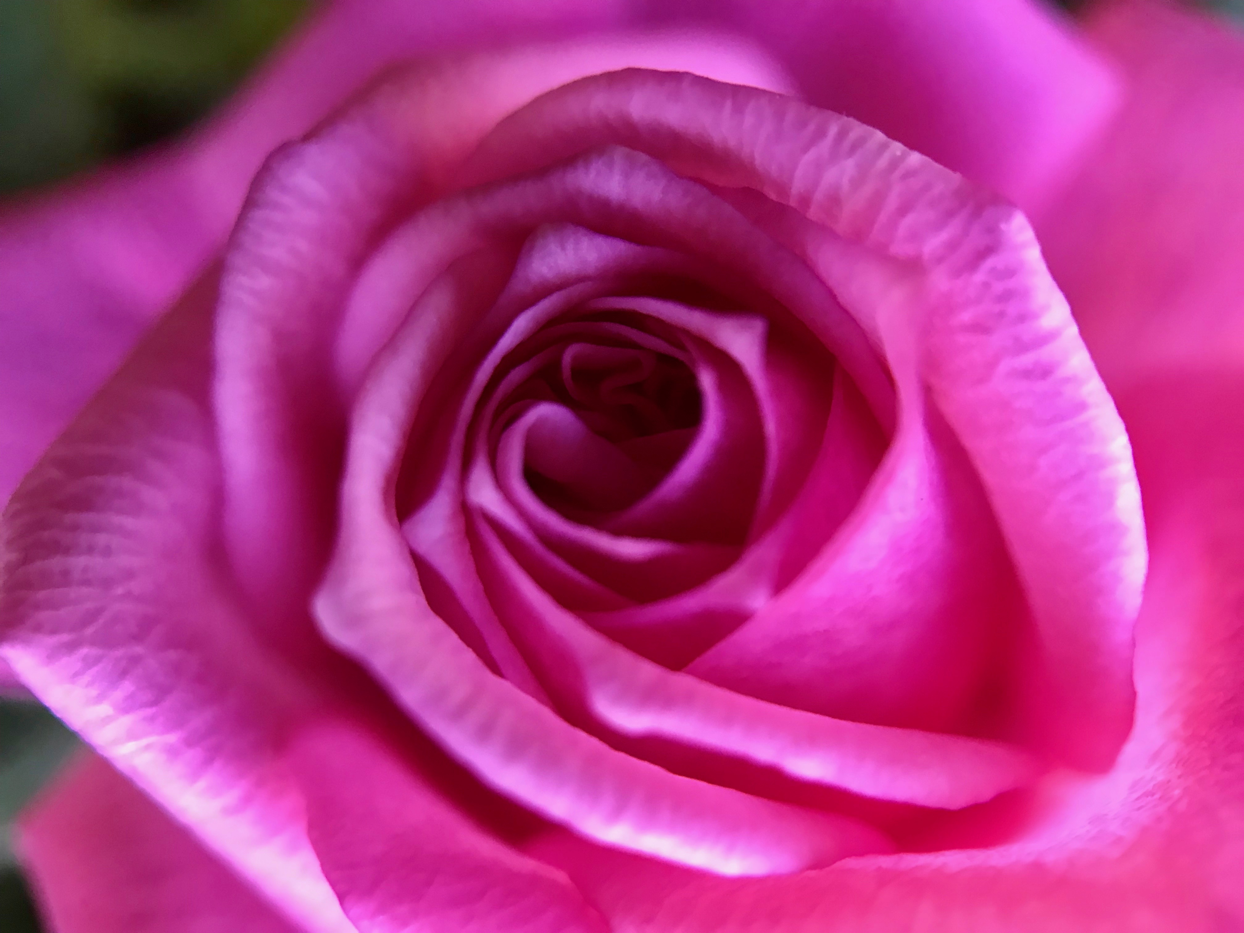 Roses for Today What’s Good About Home!