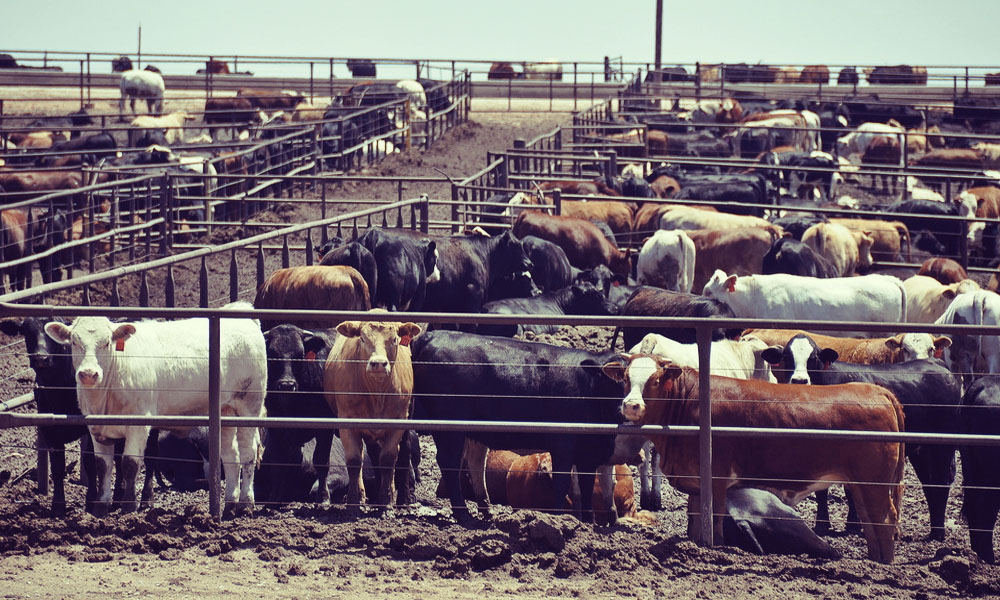 feedlot El Eco Digital