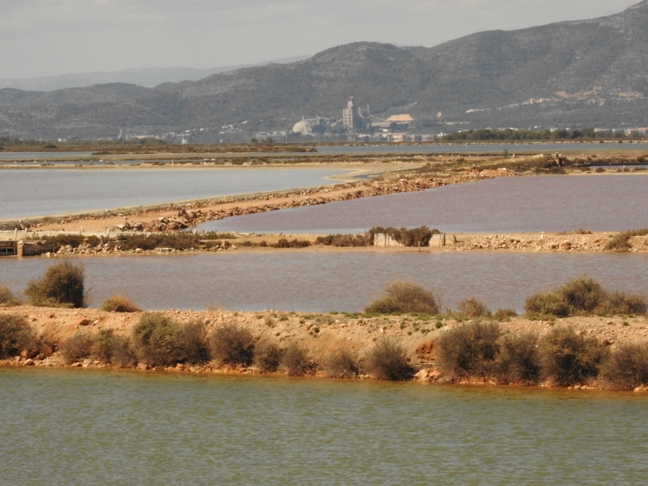 Parque natural Delta del Ebro (I) El Ecoturista