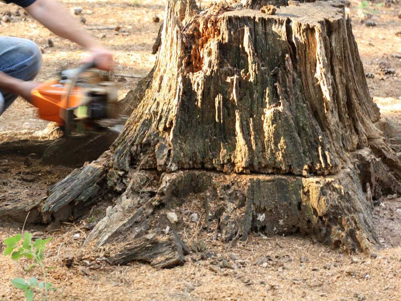 How To Remove A Stump With A Chainsaw Electric Chainsaw World