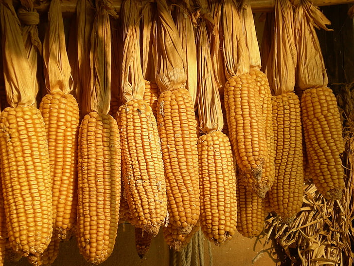 How Many Ears Of Corn Per Stalk? Know Your Answers Best Electric