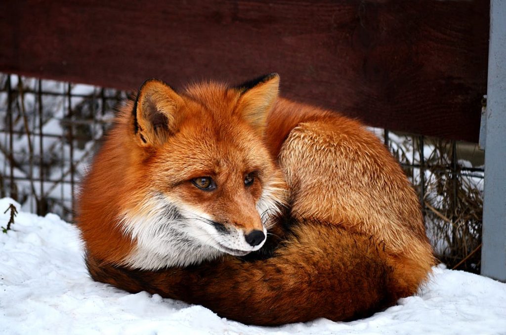 Can You Eat Fox Meat? Best Electric Skillet Guide