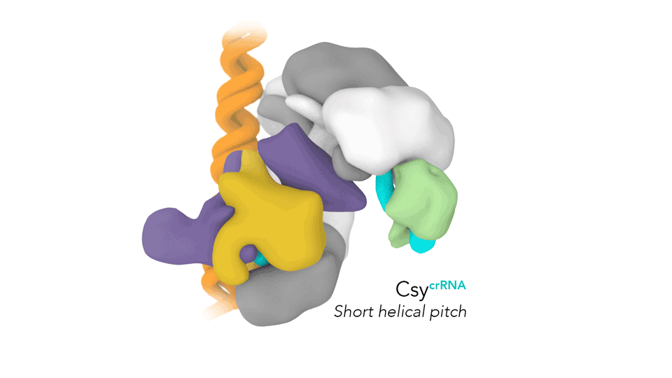 The CRISPR Defense Program in CryoEM Guided Drug Design