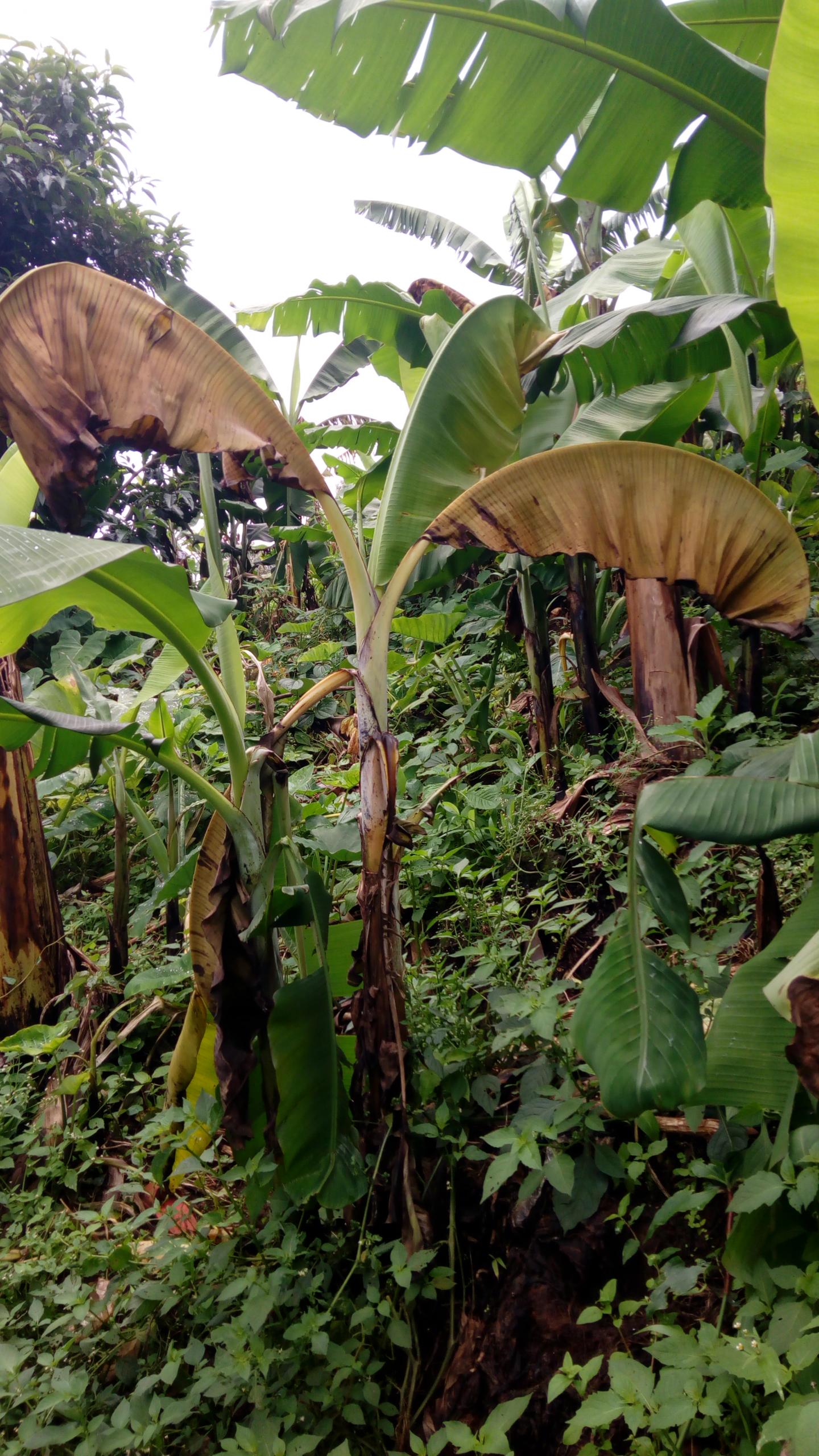 AI used to track diseased banana plants Electronics360