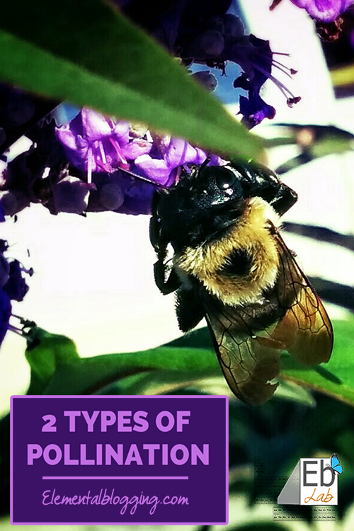 The two types of pollination Elemental Blogging