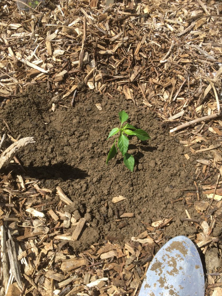 Where to buy garden seeds in New Zealand? ⋆