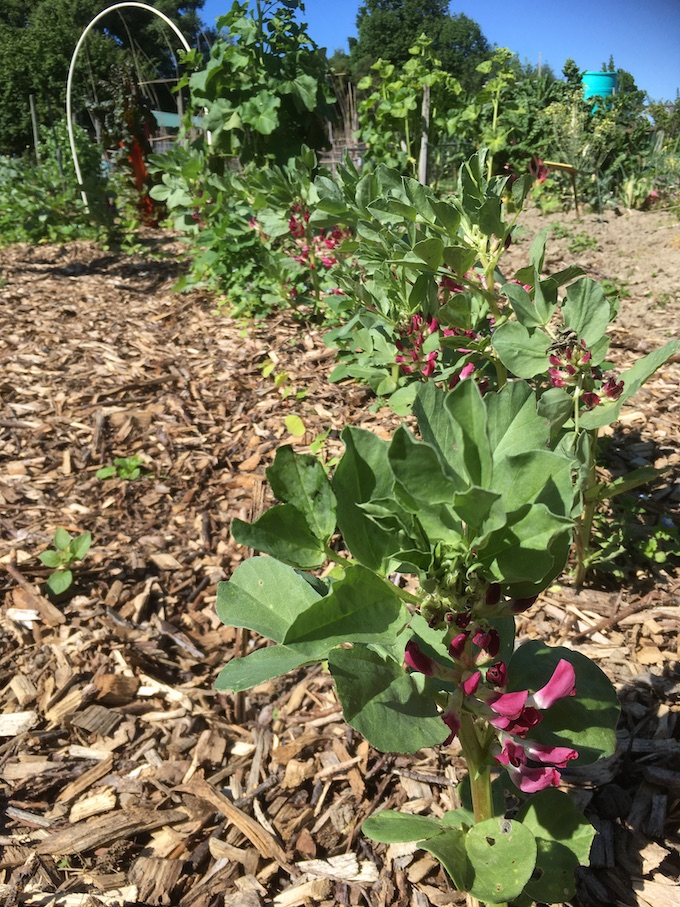 Where to buy garden seeds in New Zealand? ⋆