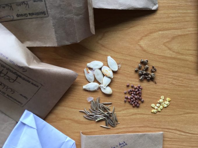 Where to buy garden seeds in New Zealand? ⋆