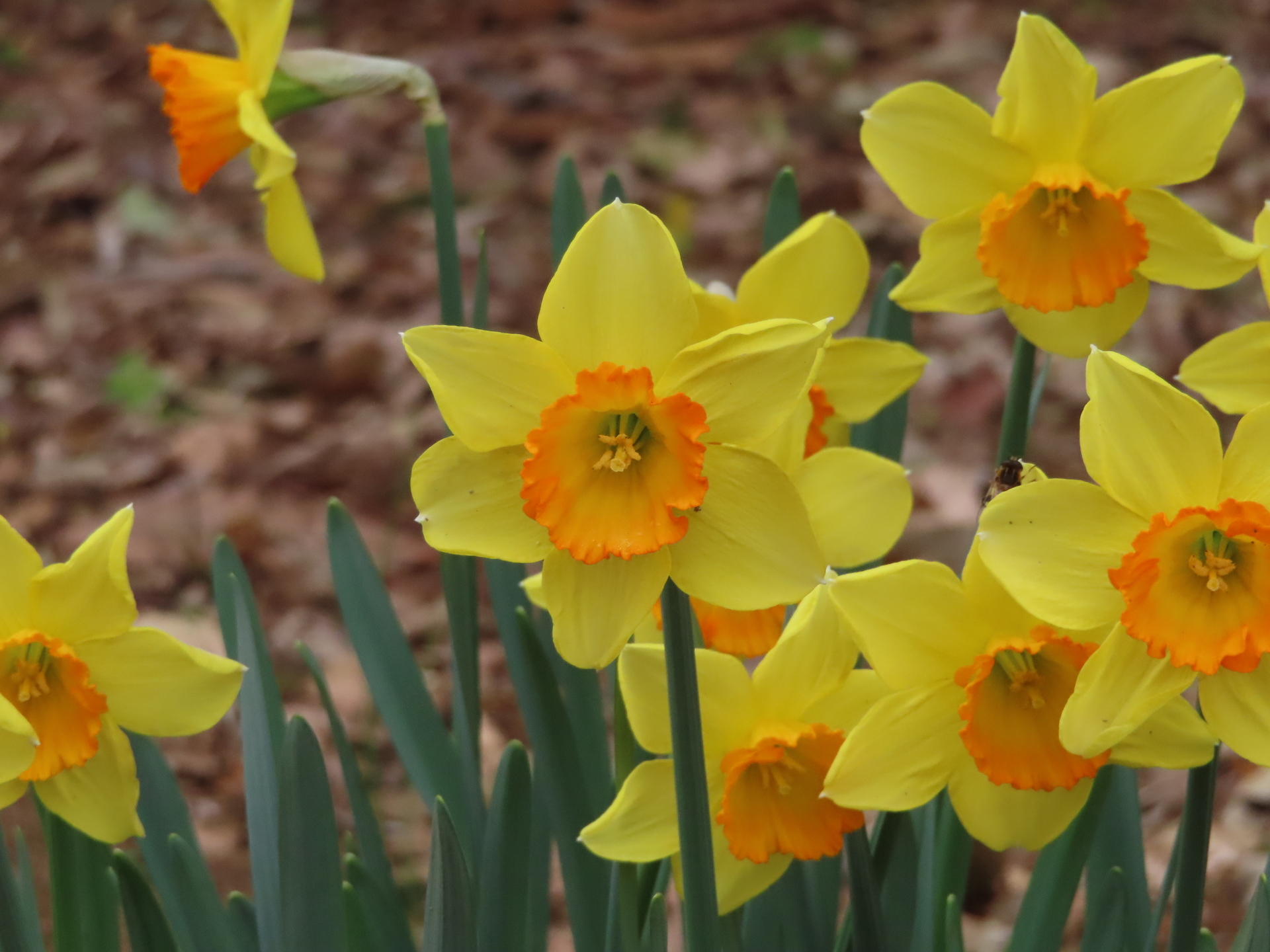 2023年3月17日につくば植物園で見た花（その5） 怠け者の散歩道2