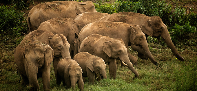 About Asian Elephants Elephant Family