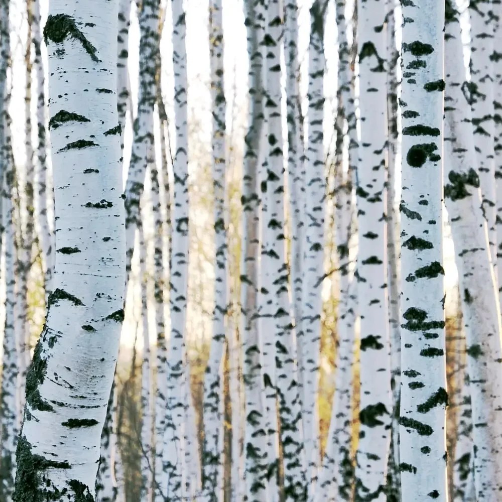 Is Birch a Hardwood? Revealing the Truth Elephant Floors