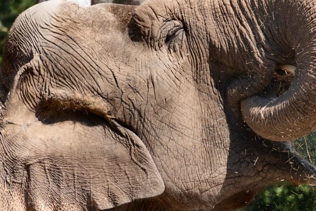 Diet & Nutrition of Elephants The Elephant Guide