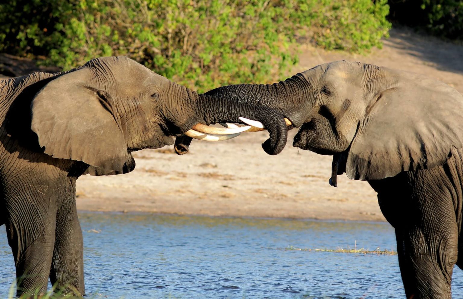 Elephants have Tusks Everything you need to know The Elephant Guide