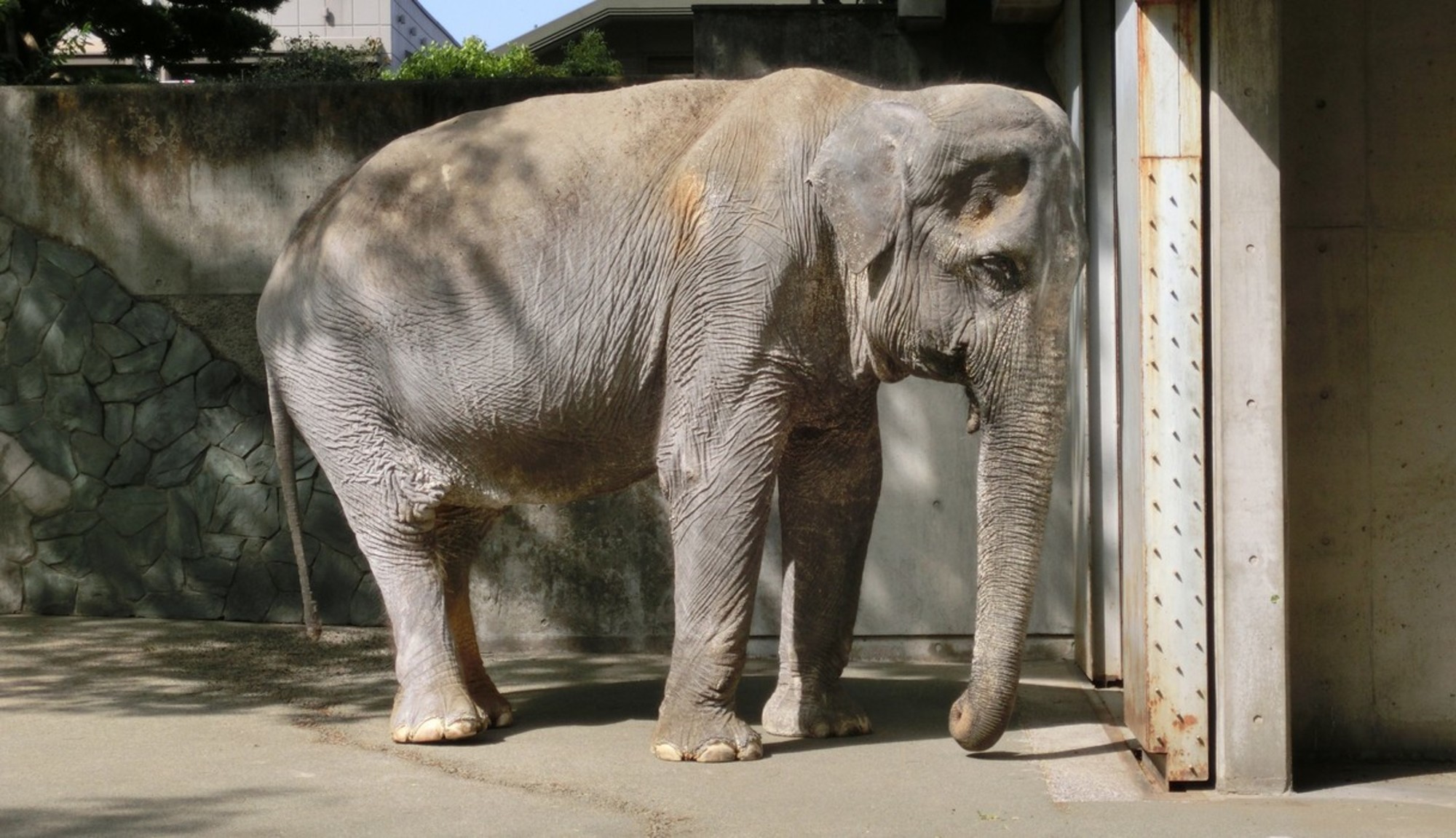 The story behind the world's loneliest elephant, Hanako