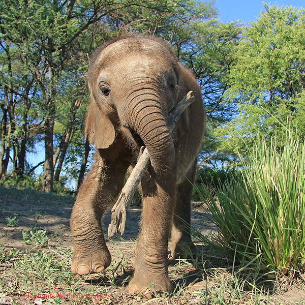 EWB Boipuso Elephants Without Borders