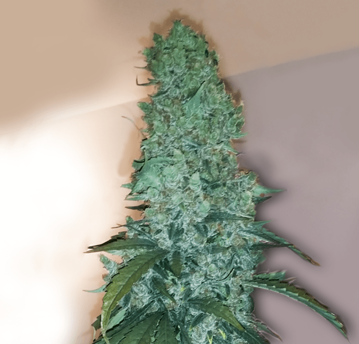 Bruce Banner OG One of the Most Powerful Strains Elev8 Seeds