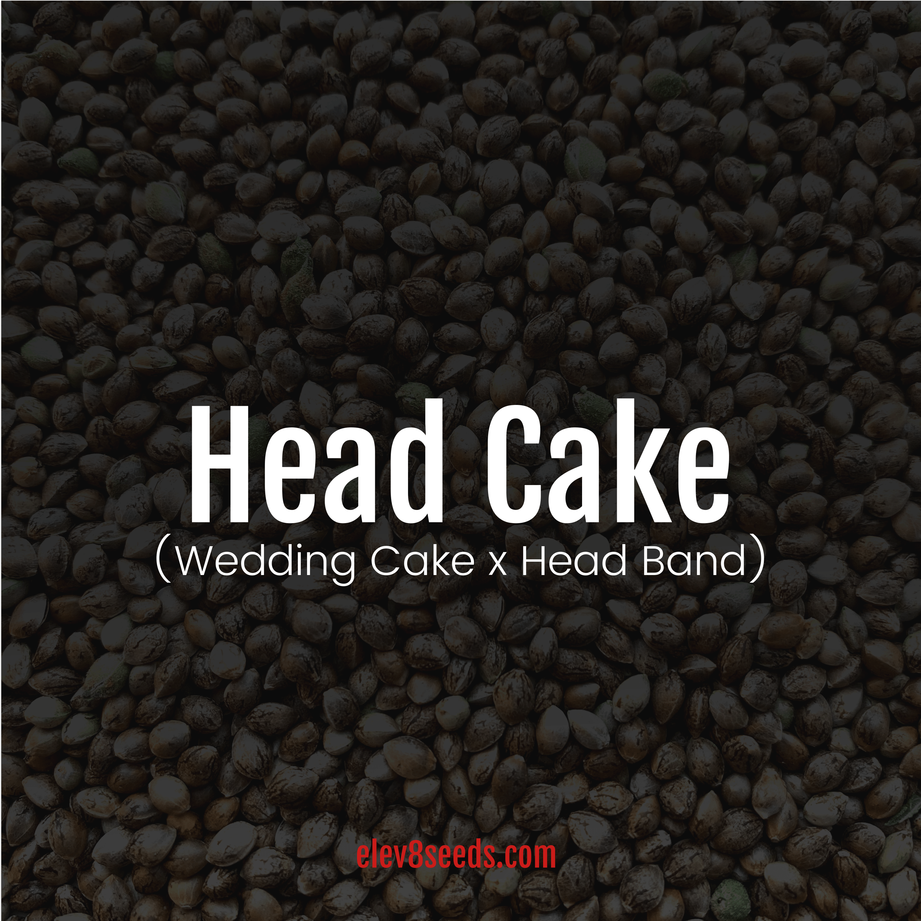 Head Cake Marijuana Seeds Elev8 Seeds