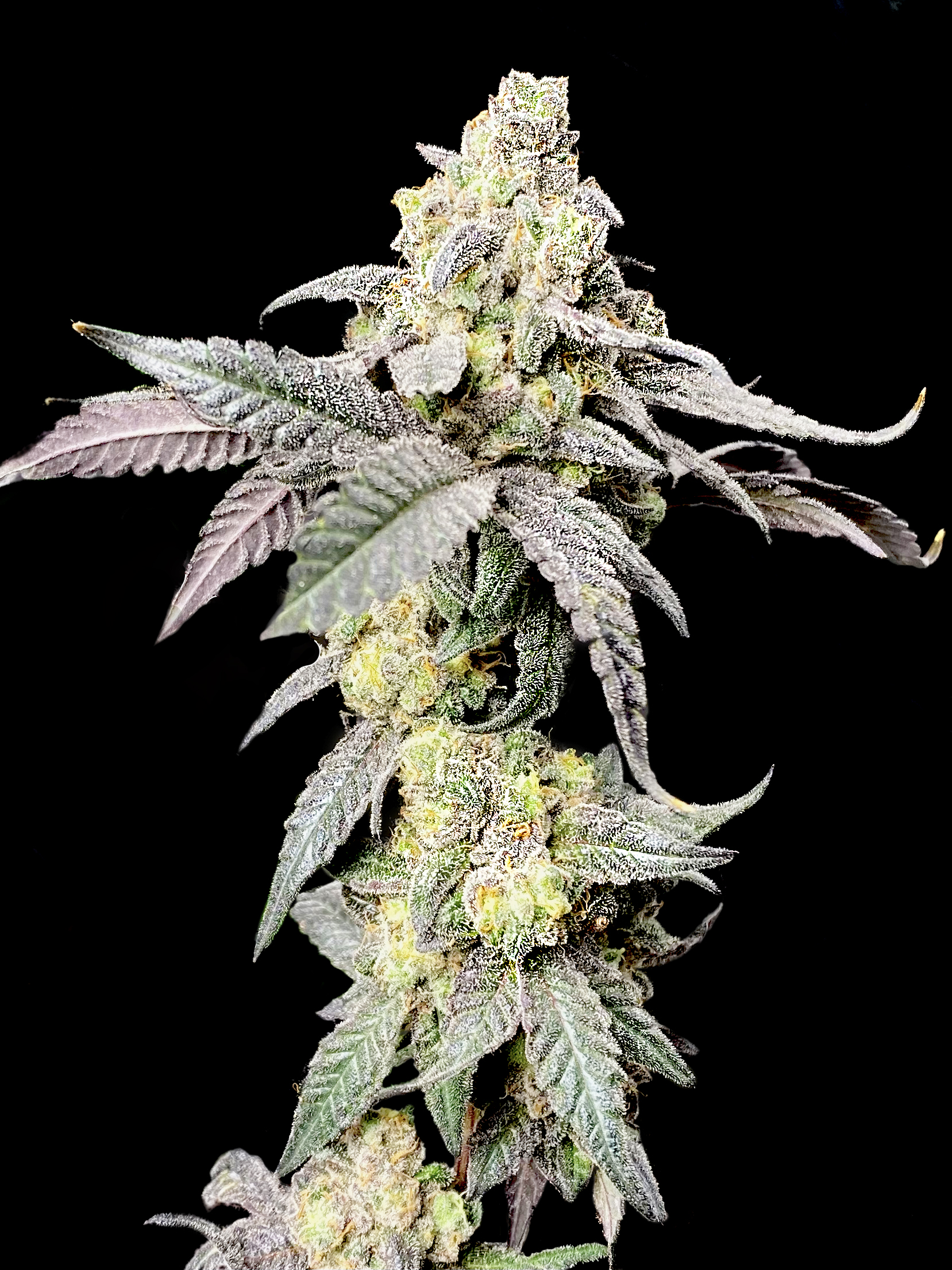Purple Cherry Ripple Elev8 Seeds