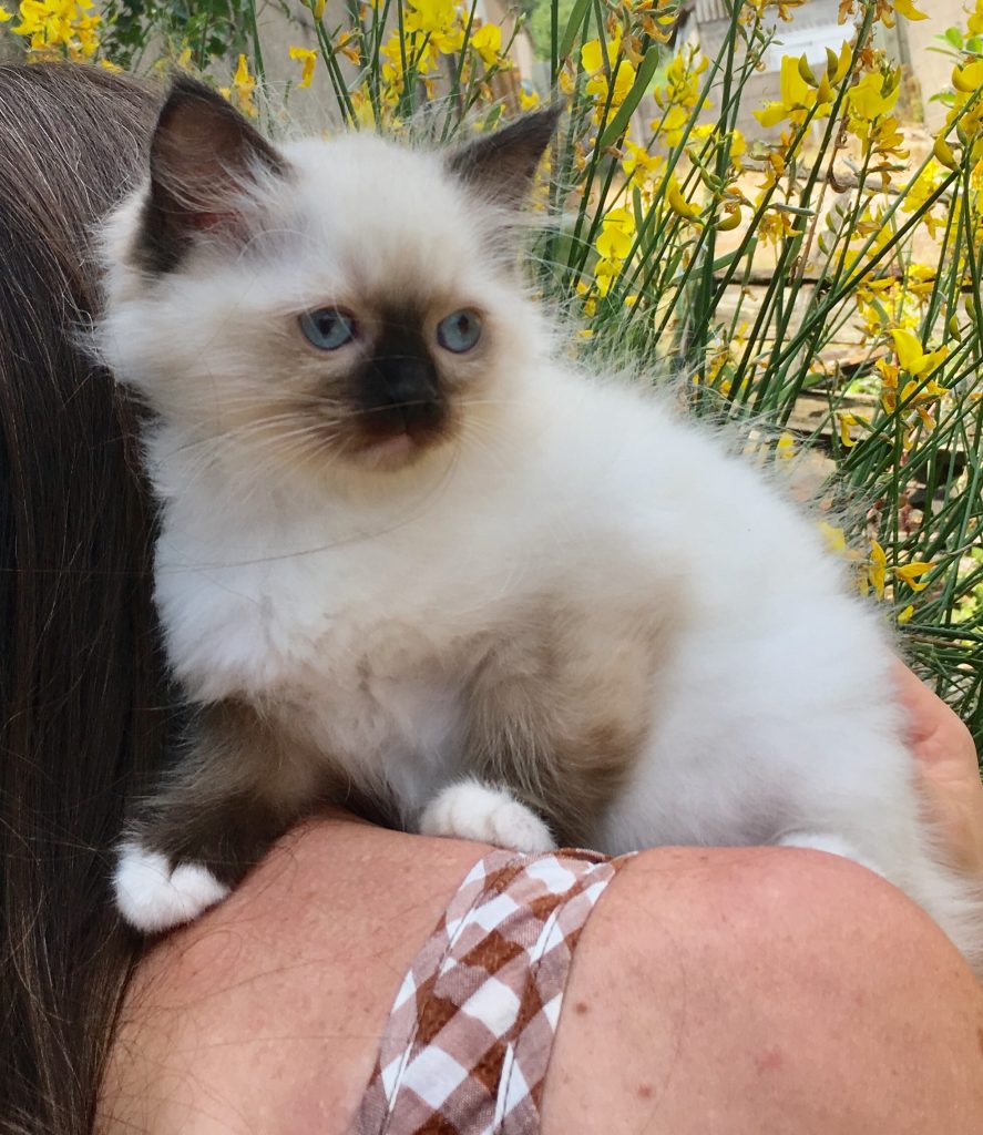 ODETTE Chatterie de la Fuzellière