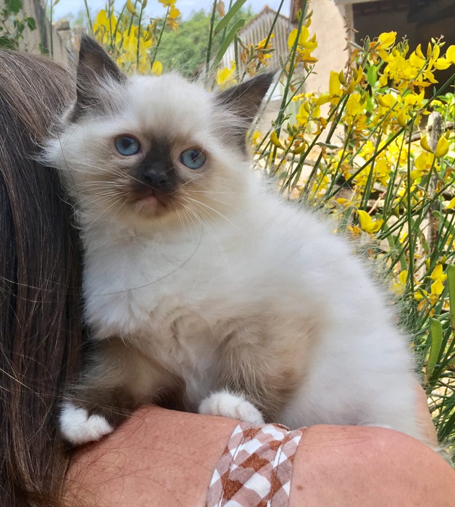 ODETTE Chatterie de la Fuzellière