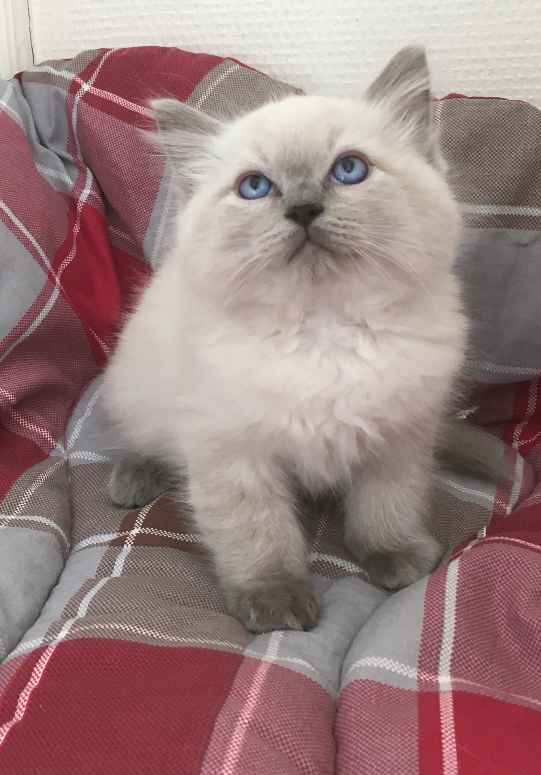 OREO Chatterie de la Fuzellière