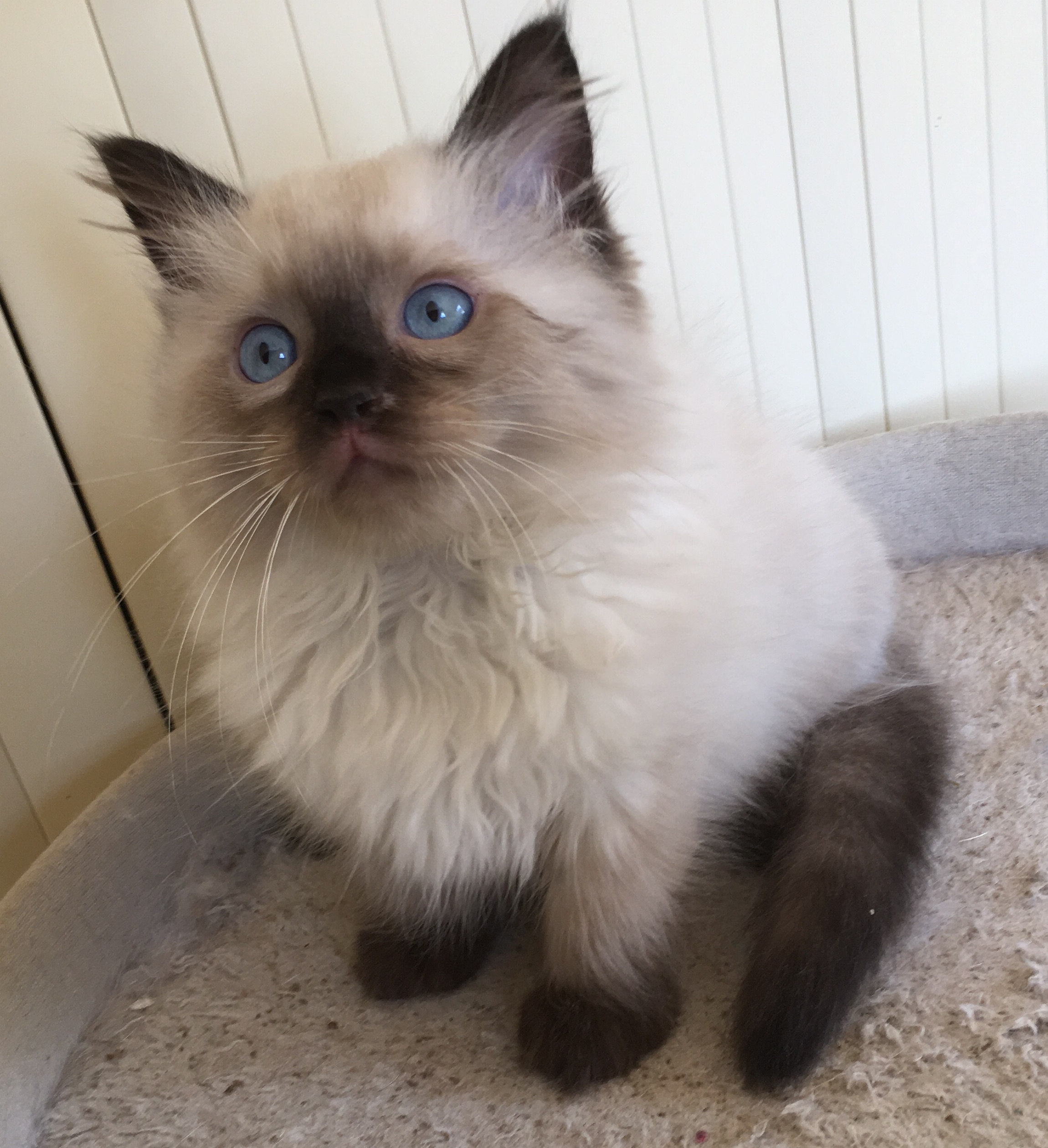 ONLY ONE Chatterie de la Fuzellière