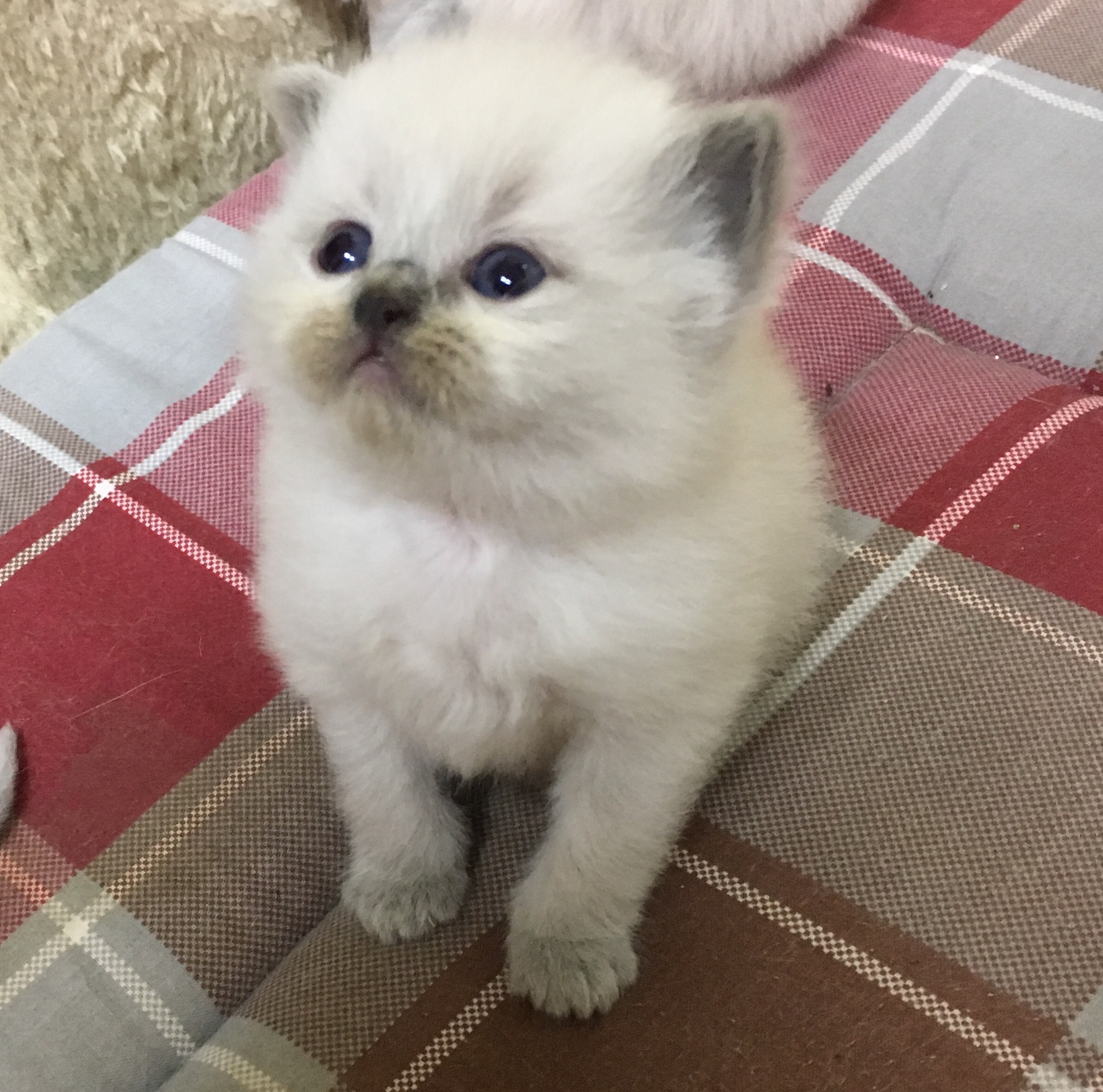 OMBRINNE (réservée) Chatterie de la Fuzellière