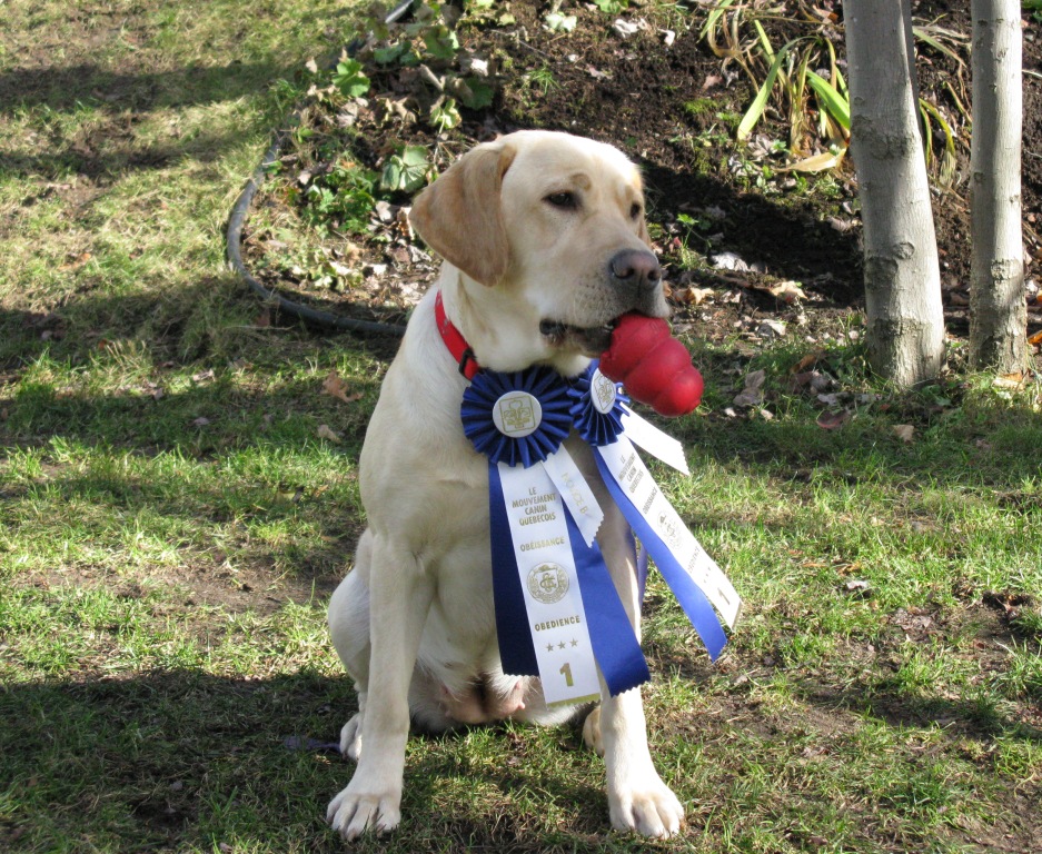 Élevage des Cimes Labrador Retriever Competition