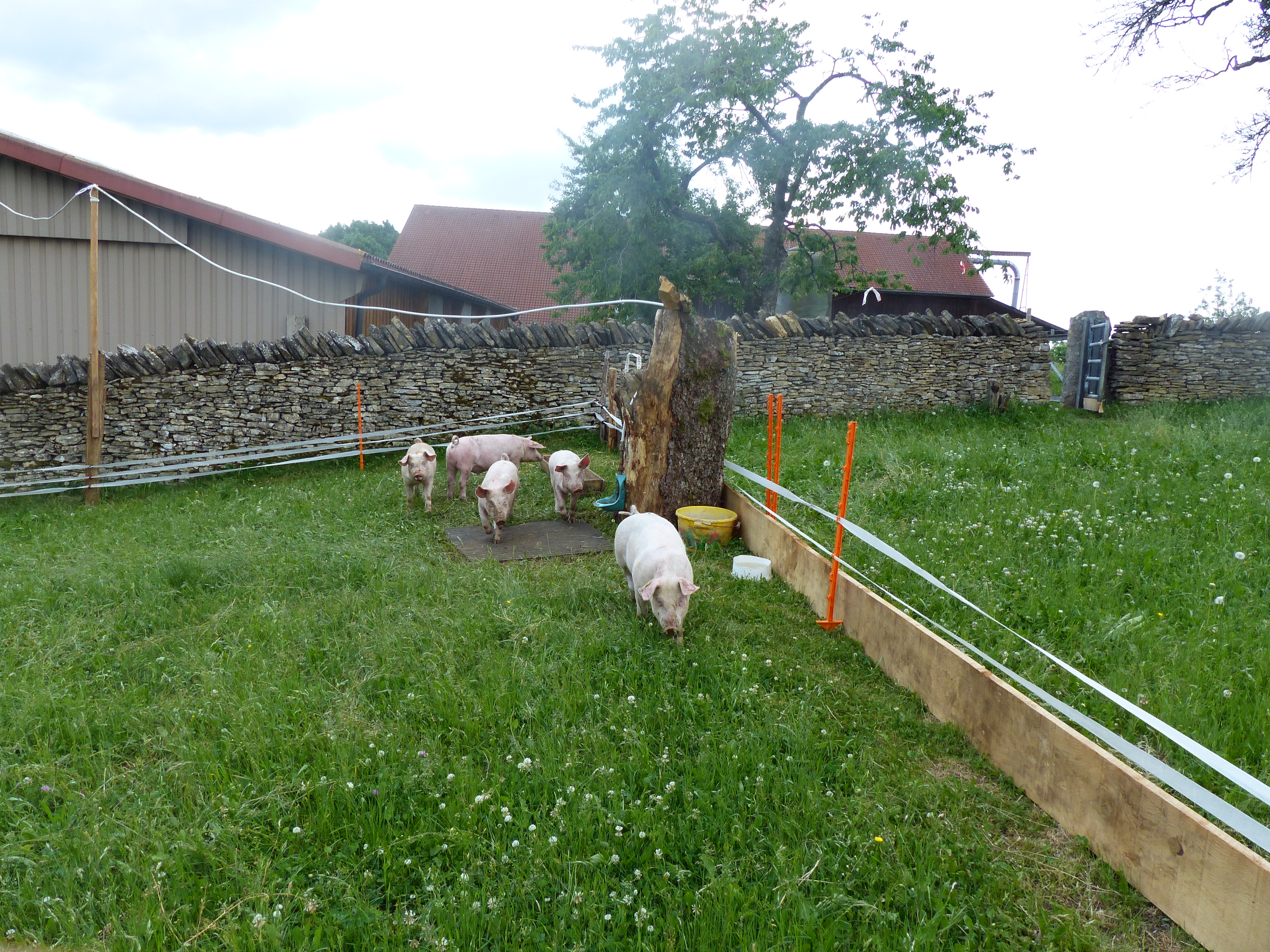 Nos porcs élevés au pâturage Elevage du Bambois
