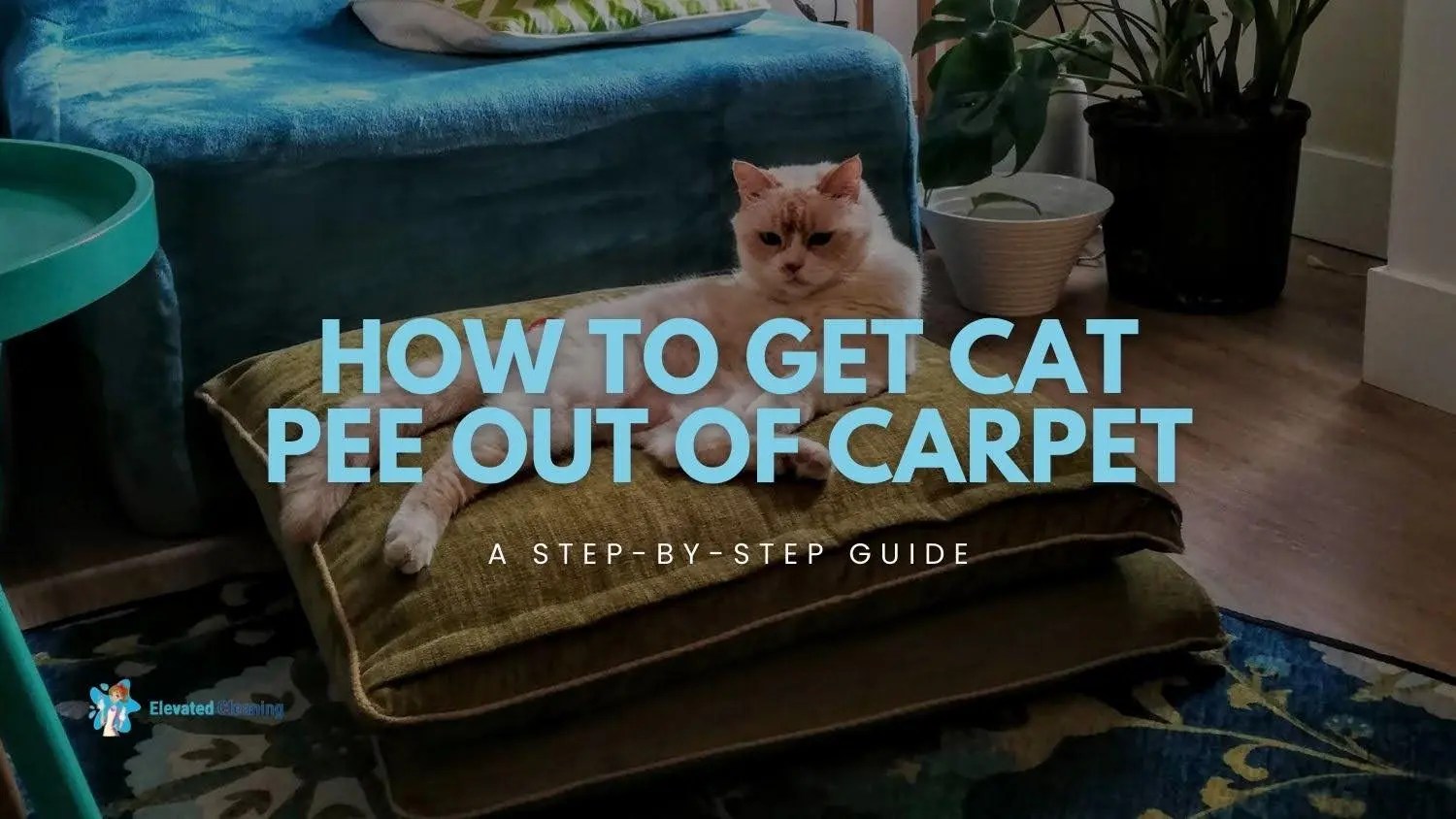 How To Get Cat Pee Out Of Carpet A StepbyStep Guide Elevated