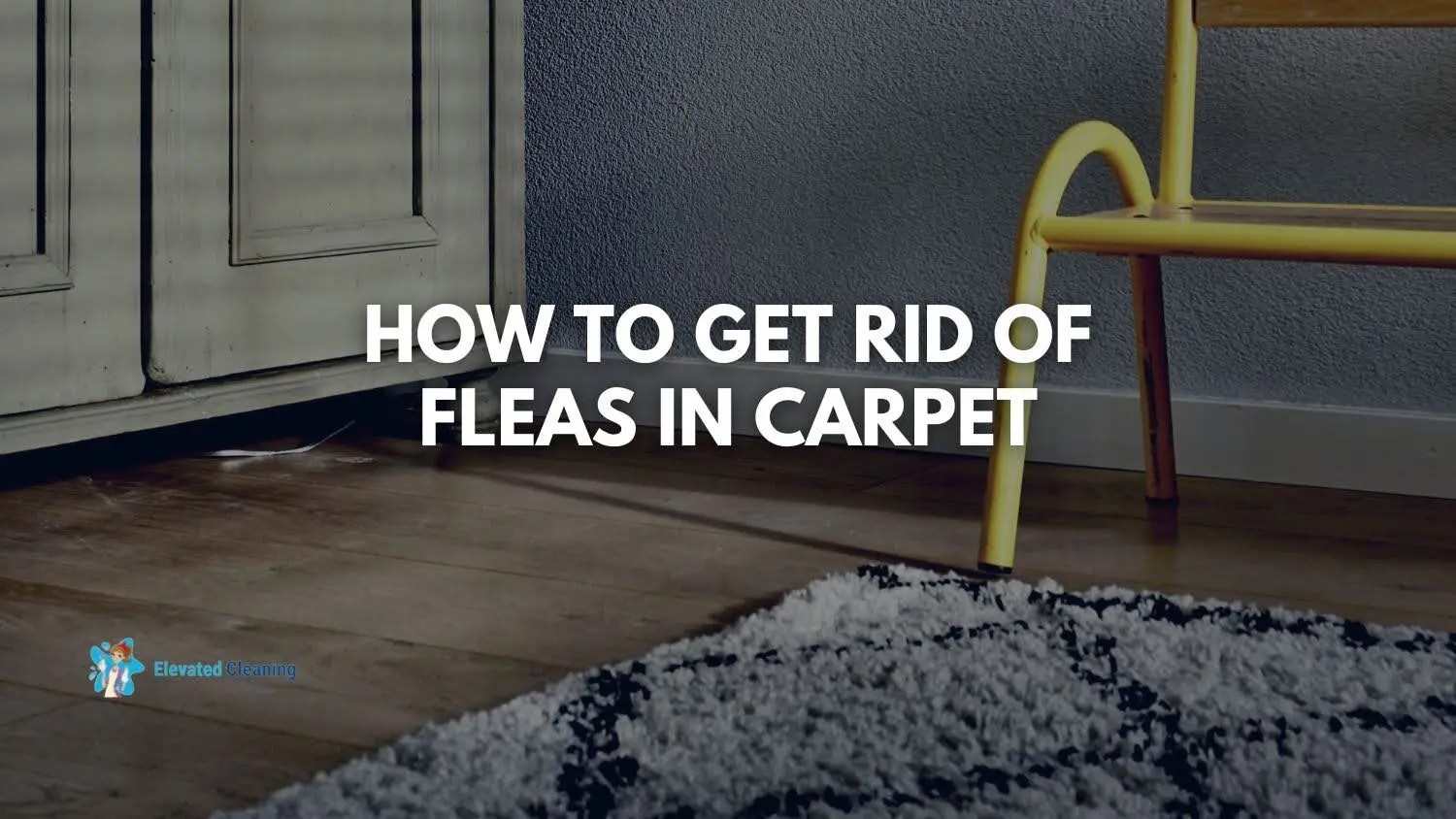 How To Get Rid Of Fleas In Carpet Elevated Cleaning Services
