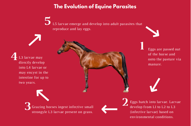 Equine Parasite Control Elevated Equine