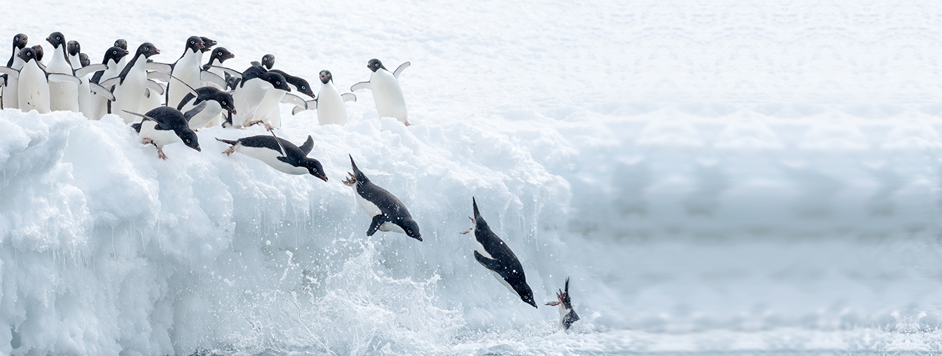 Visit Penguins in the Wild Elevate Destinations
