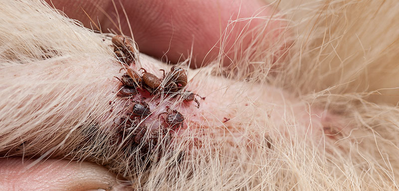 Dog tick bloodsucking insect