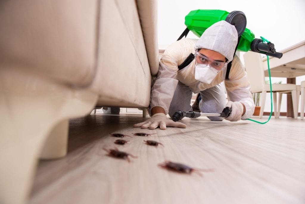 Bugs Be Gone 7 Natural Ways to Kill Bugs